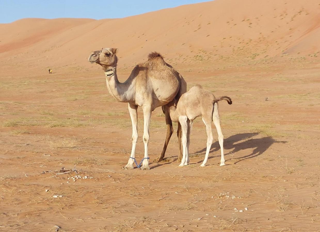 Delight Desert Camp Al Wāşil Zewnętrze zdjęcie